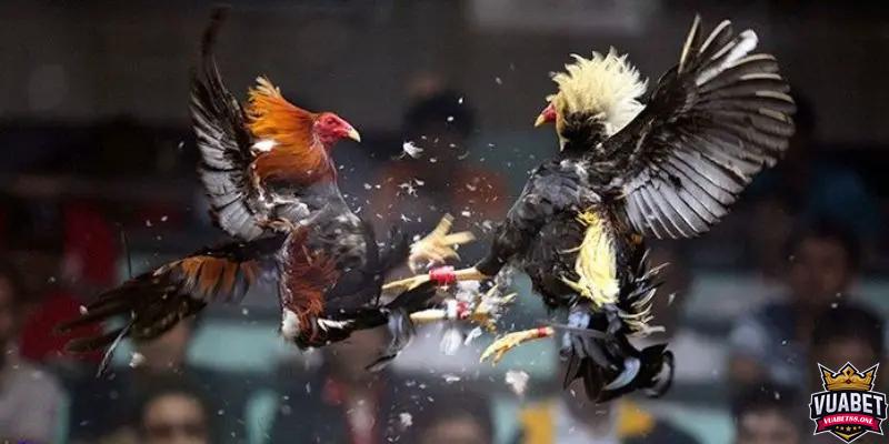 Đá Gà Vuabet88 - Tinh Thần Chiến Binh ở Văn Hóa Đông Nam Á 1 Đá Gà - Tinh Thần Chiến Binh ở Văn Hóa Đông Nam Á