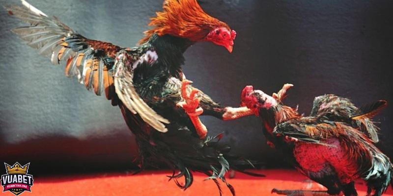 Đá Gà Vuabet88 - Tinh Thần Chiến Binh ở Văn Hóa Đông Nam Á 4 Tính năng đặc biệt của trò chơi Đá Gà Vuabet88