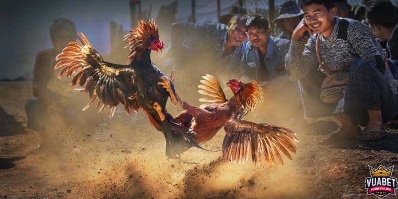 Đá Gà Vuabet88 - Tinh Thần Chiến Binh ở Văn Hóa Đông Nam Á 3 Xem Đá Gà trực tiếp